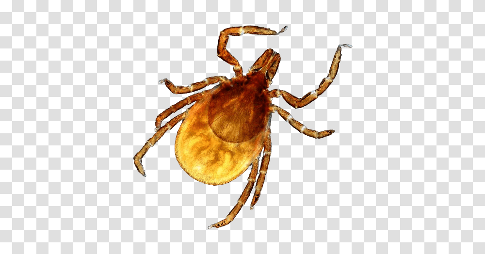 Tick, Insect, Spider, Invertebrate, Animal Transparent Png