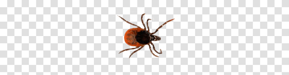 Tick, Insect, Spider, Invertebrate, Animal Transparent Png