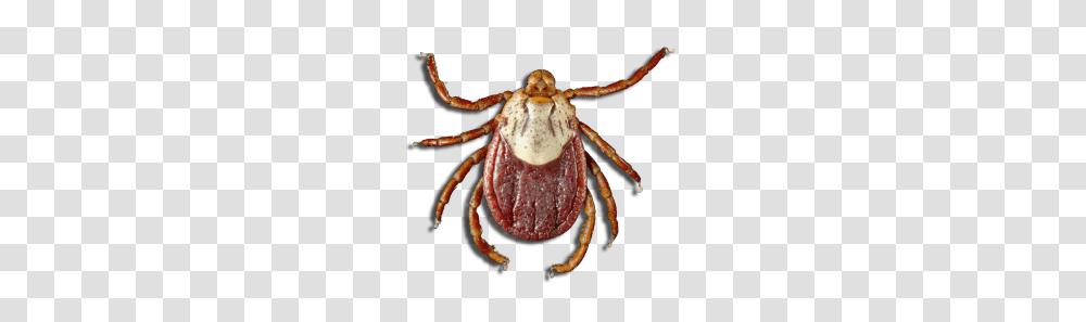 Tick, Insect, Spider, Invertebrate, Animal Transparent Png