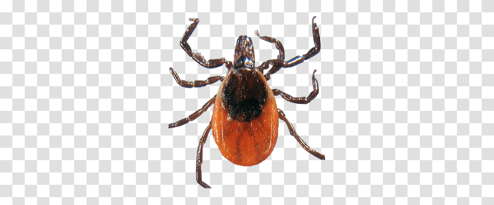 Tick, Insect, Spider, Invertebrate, Animal Transparent Png