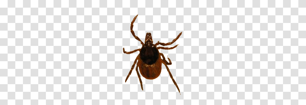 Tick, Insect, Spider, Invertebrate, Animal Transparent Png