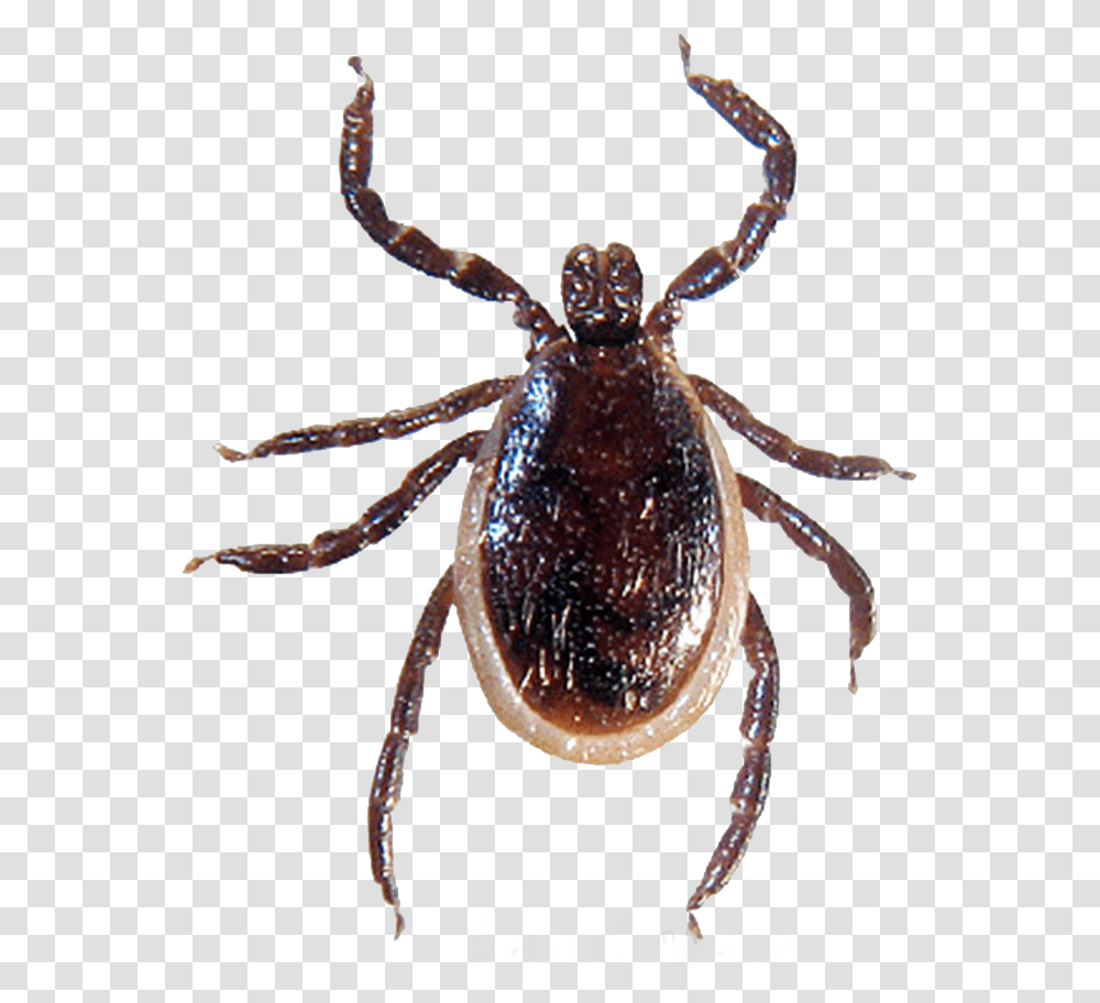 Tick, Insect, Spider, Invertebrate, Animal Transparent Png