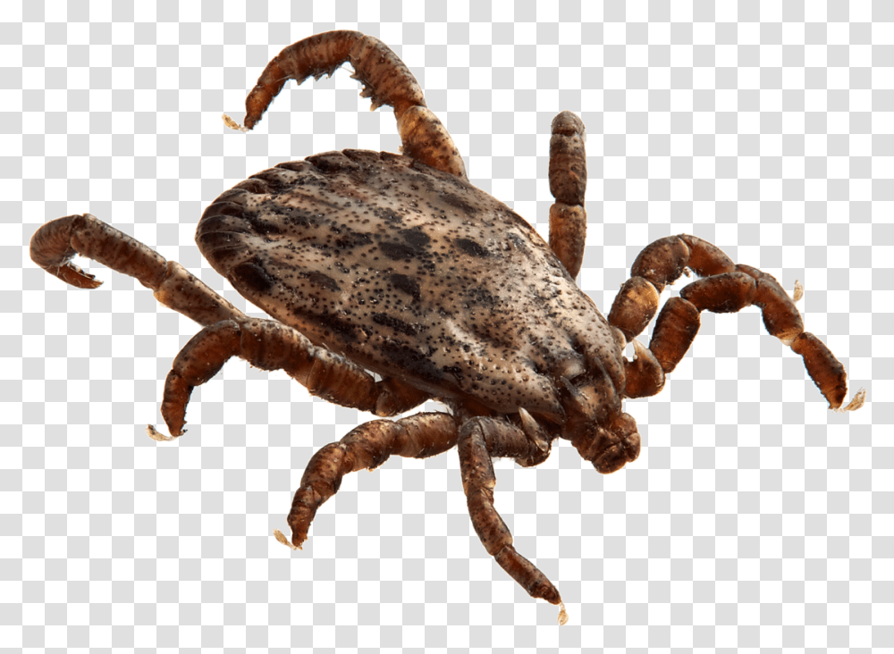 Tick Insect Tick, Animal, Dinosaur, Reptile Transparent Png