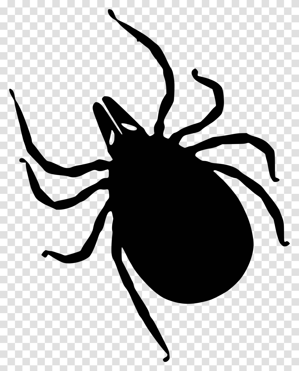 Tick Insect Ticks Clipart, Face, Meal, Dish, Gray Transparent Png