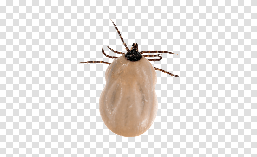 Tick, Insect Transparent Png