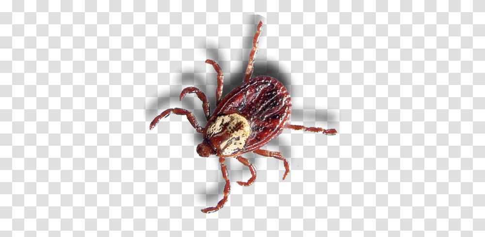 Tick, Insect Transparent Png