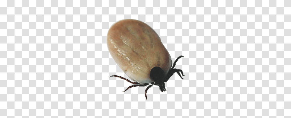 Tick, Insect Transparent Png