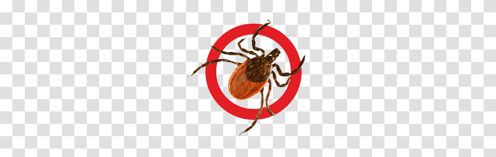 Tick, Insect Transparent Png