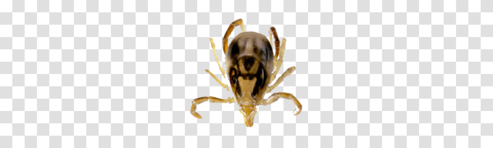 Tick, Insect Transparent Png