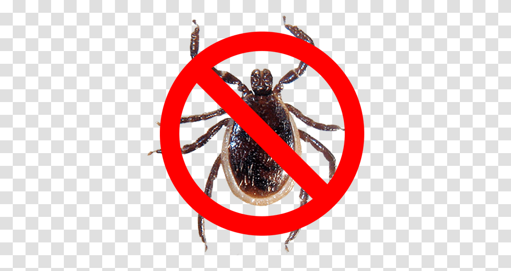 Tick Spray Hornet, Nature, Outdoors, Spider, Invertebrate Transparent Png
