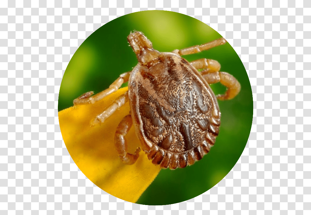 Ticks And Lyme Disease What You Need To Know Do Ticks In Michigan Carry Lyme Disease, Insect, Invertebrate, Animal, Lobster Transparent Png