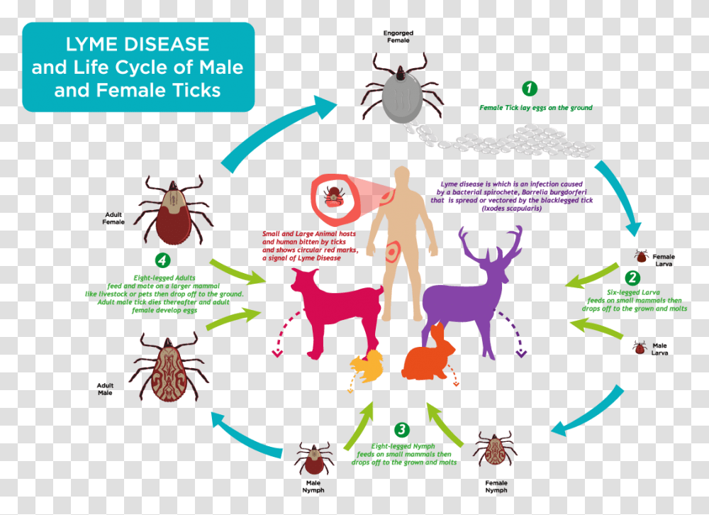 Ticks Life Cycle Lyme Disease Life Cycle, Poster, Advertisement, Paper Transparent Png