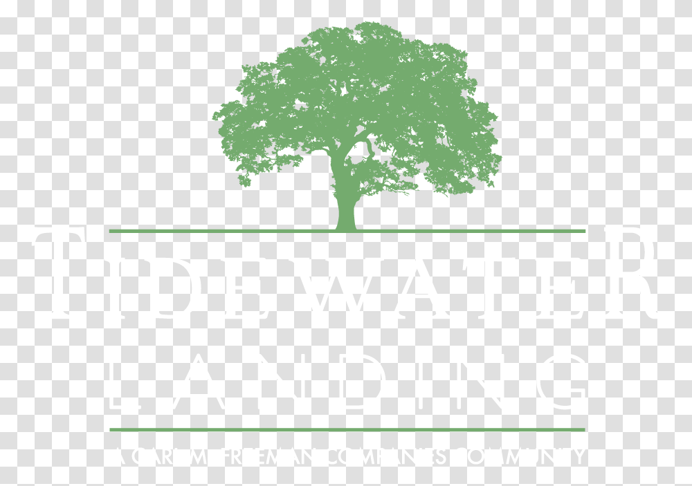 Tidewater Landing Oak, Tree, Plant, Tree Trunk, Sycamore Transparent Png