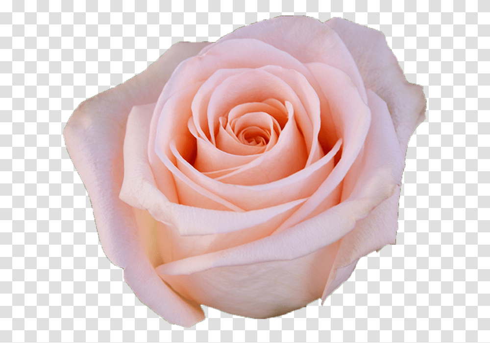 Tiffany Light Pink Rose Light Pink Rose, Flower, Plant, Blossom, Person Transparent Png