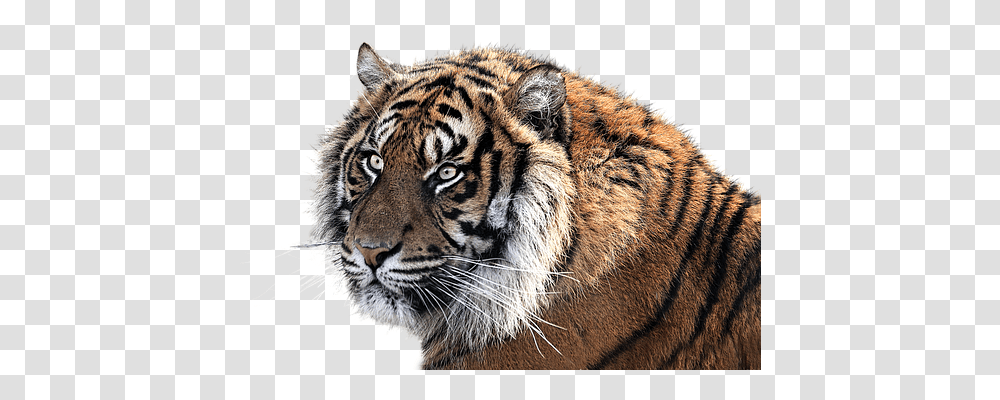 Tiger Animals, Wildlife, Mammal, Panther Transparent Png