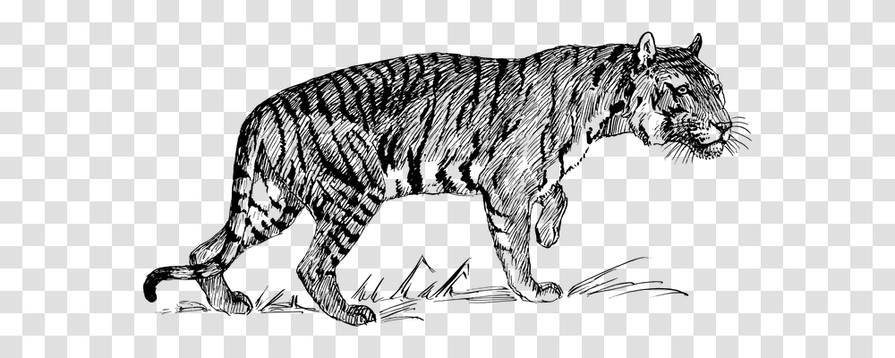 Tiger Technology, Gray, World Of Warcraft Transparent Png