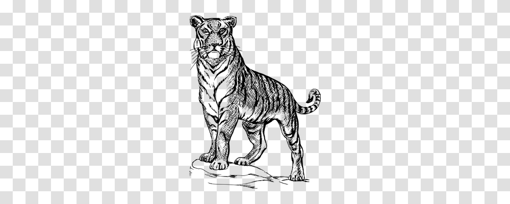 Tiger Technology, Gray, World Of Warcraft Transparent Png