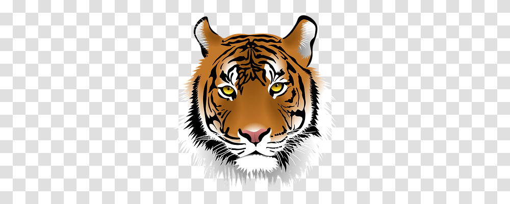 Tiger Person, Wildlife, Mammal, Animal Transparent Png