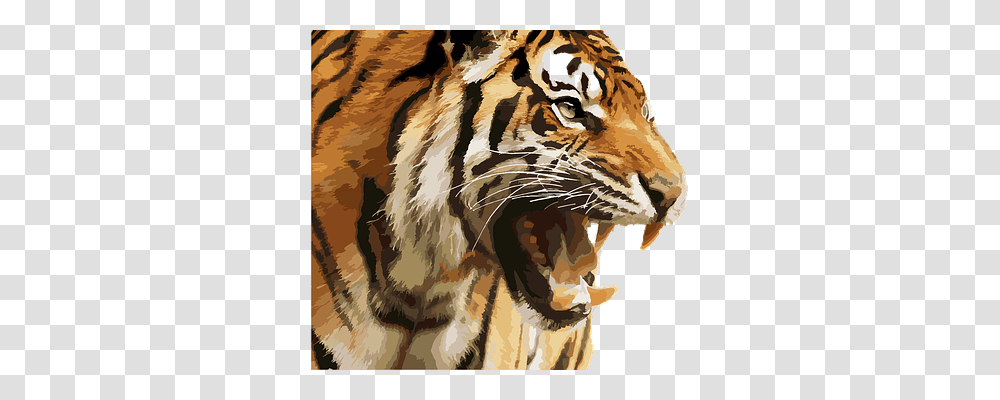 Tiger Nature, Wildlife, Mammal, Animal Transparent Png