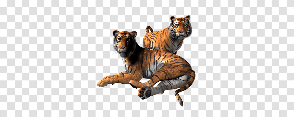 Tiger Animals, Wildlife, Mammal Transparent Png