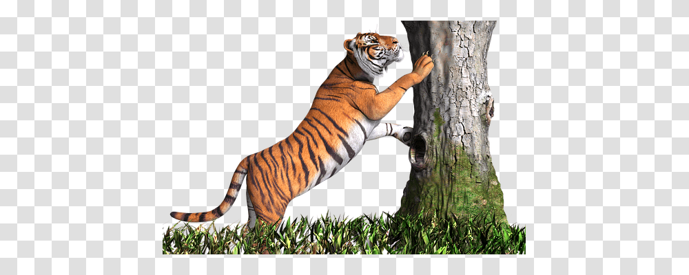 Tiger Animals, Wildlife, Mammal, Person Transparent Png