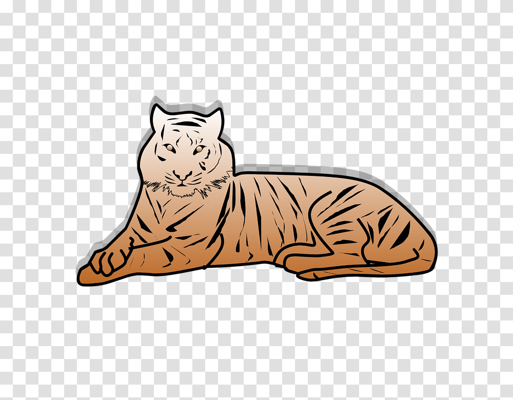 Tiger 960, Wildlife, Mammal, Animal, Cat Transparent Png