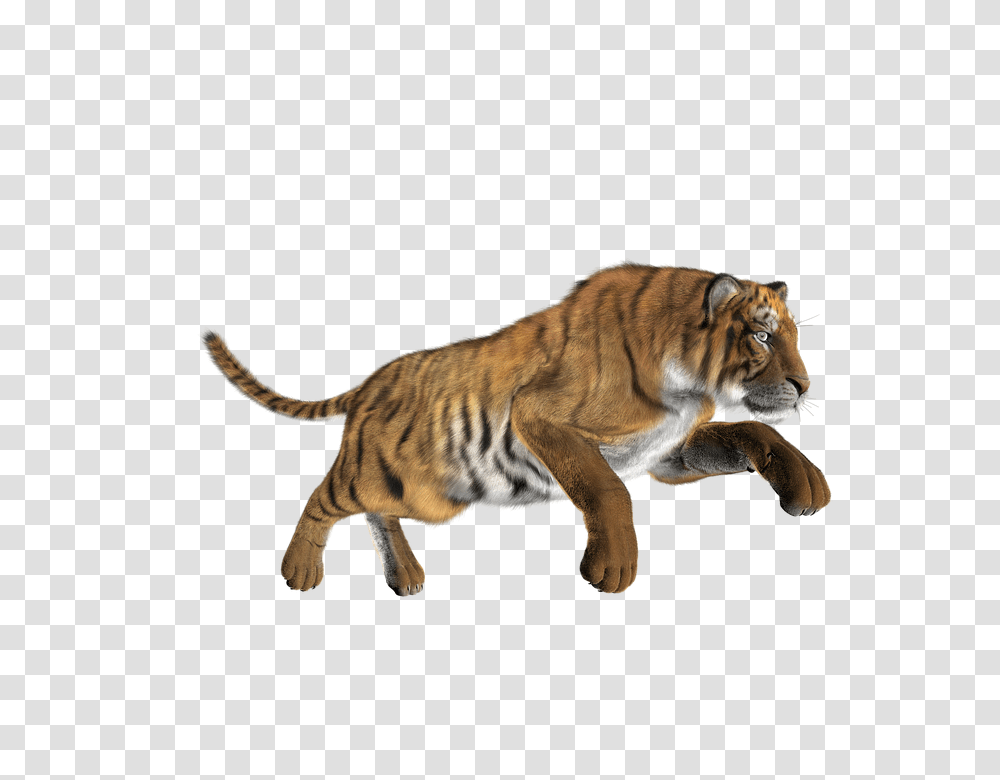 Tiger 960, Animals, Wildlife, Mammal, Panther Transparent Png