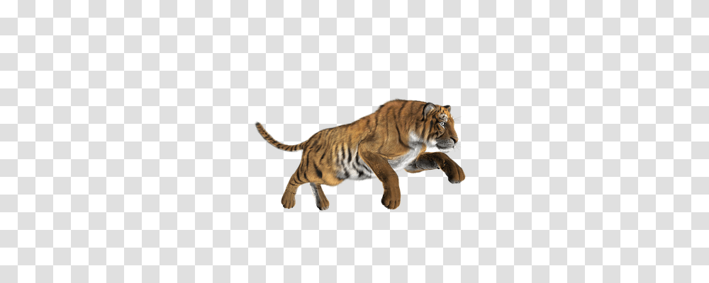 Tiger Animals, Wildlife, Mammal, Panther Transparent Png