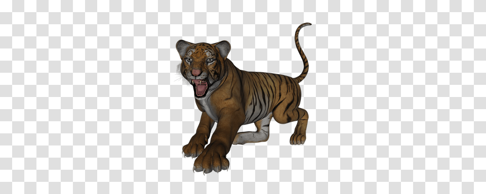 Tiger Nature, Wildlife, Mammal, Animal Transparent Png