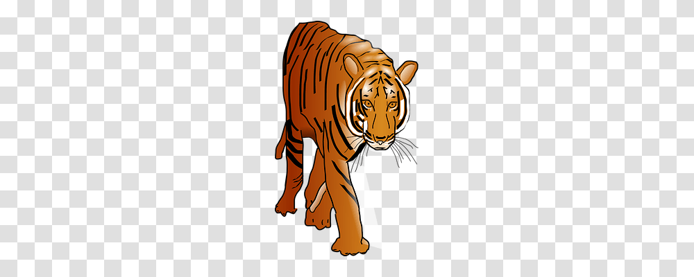 Tiger Nature, Wildlife, Animal, Mammal Transparent Png