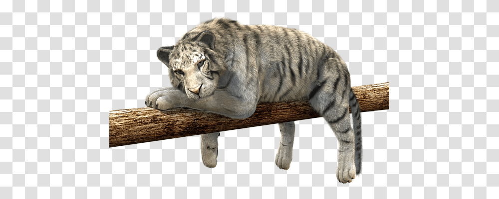 Tiger Animals, Wildlife, Mammal, Wood Transparent Png