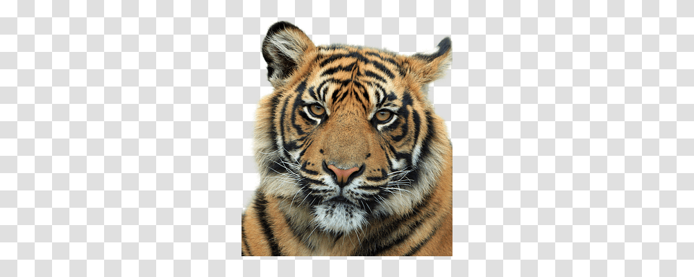 Tiger Nature, Wildlife, Mammal, Animal Transparent Png
