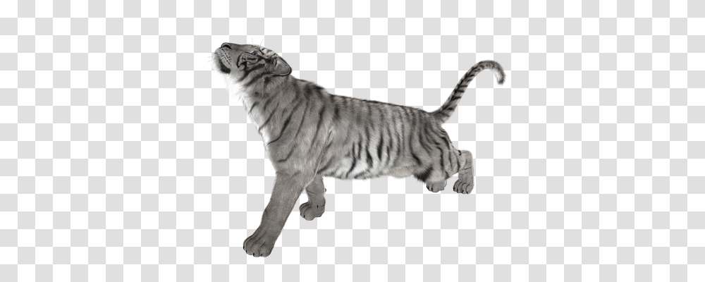Tiger Animals, Wildlife, Mammal, Cat Transparent Png