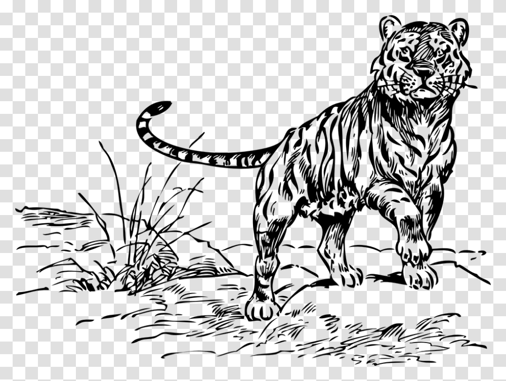 Tiger Animal Baby Small Mammal Black And White Tiger Coloring Pages, Gray, World Of Warcraft Transparent Png