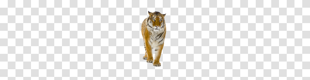 Tiger, Animals, Mammal, Wildlife, Panther Transparent Png