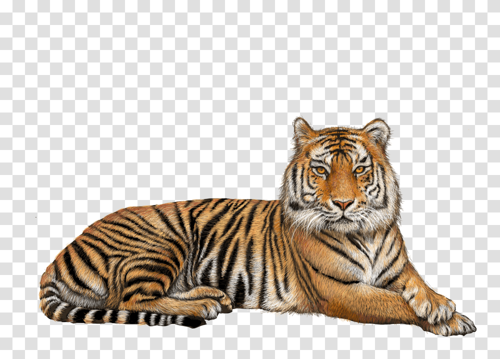Tiger, Animals Transparent Png