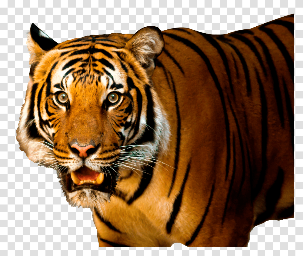 Tiger, Animals Transparent Png