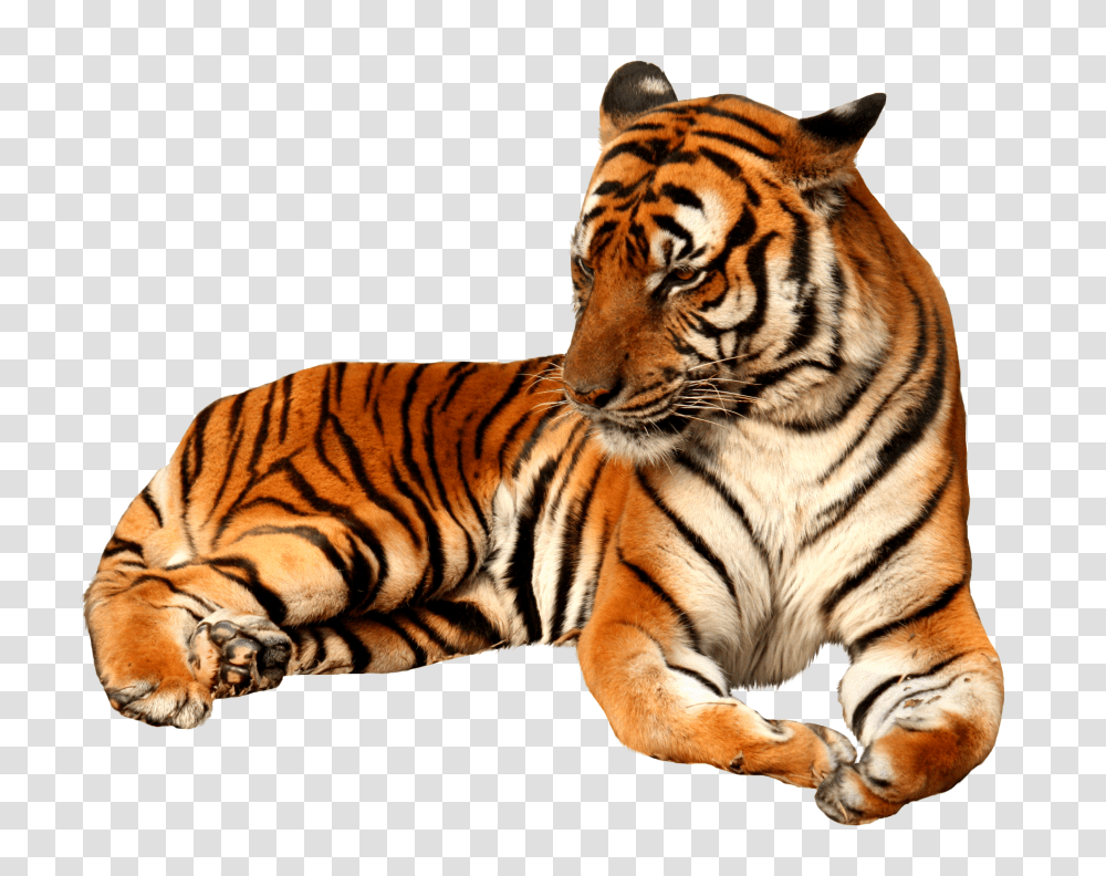 Tiger, Animals Transparent Png