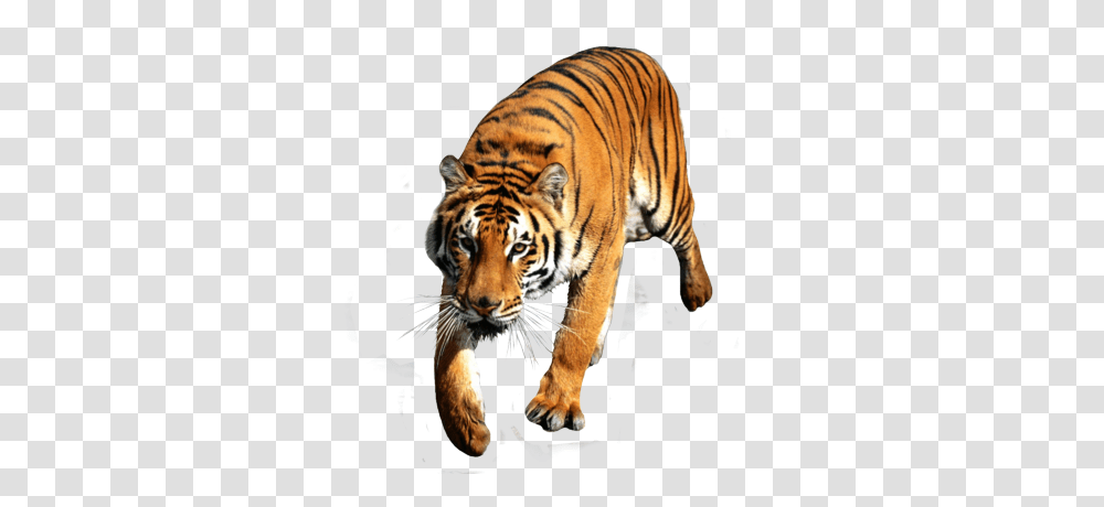Tiger, Animals, Wildlife, Mammal Transparent Png