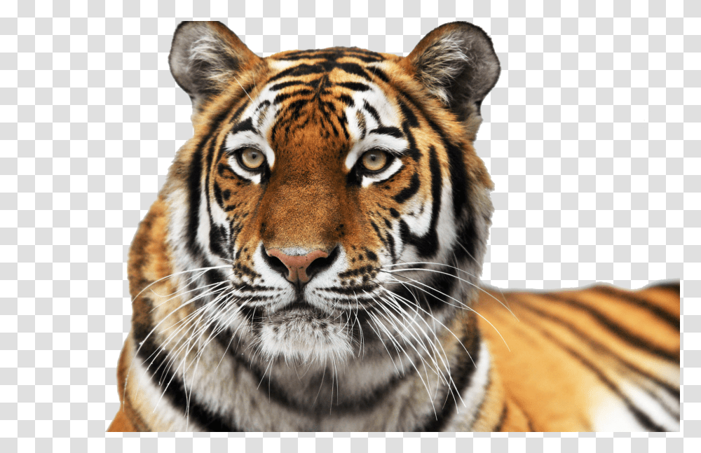 Tiger, Animals, Wildlife, Mammal, Panther Transparent Png