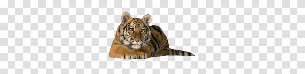 Tiger, Animals, Wildlife, Mammal, Panther Transparent Png