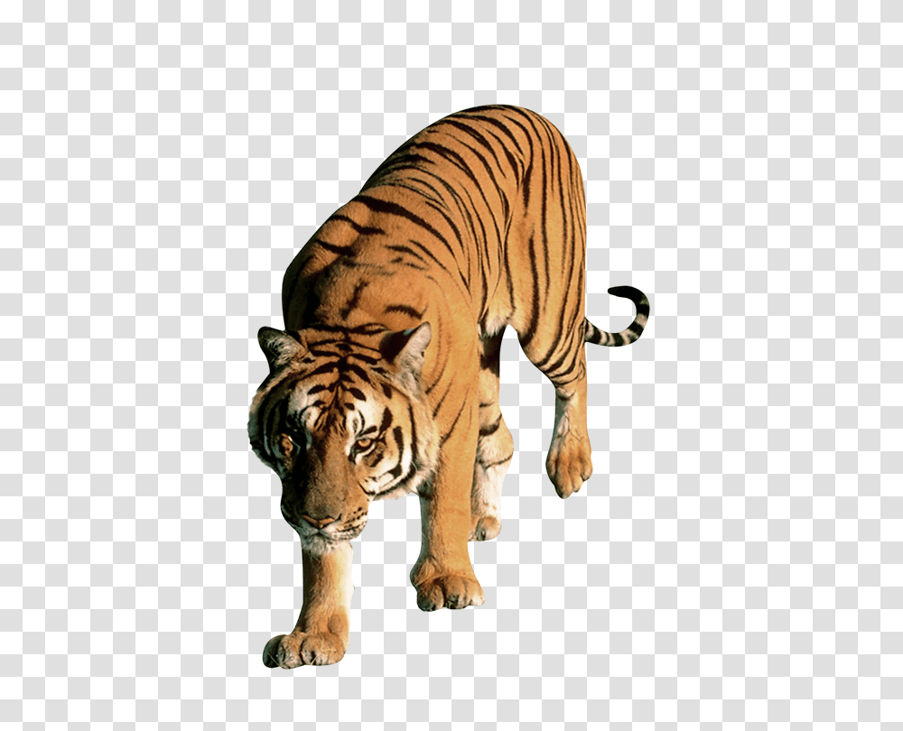 Tiger, Animals, Wildlife, Mammal Transparent Png