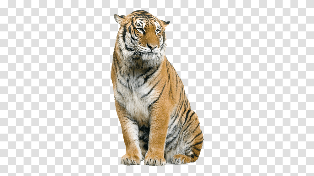 Tiger, Animals, Wildlife, Mammal Transparent Png