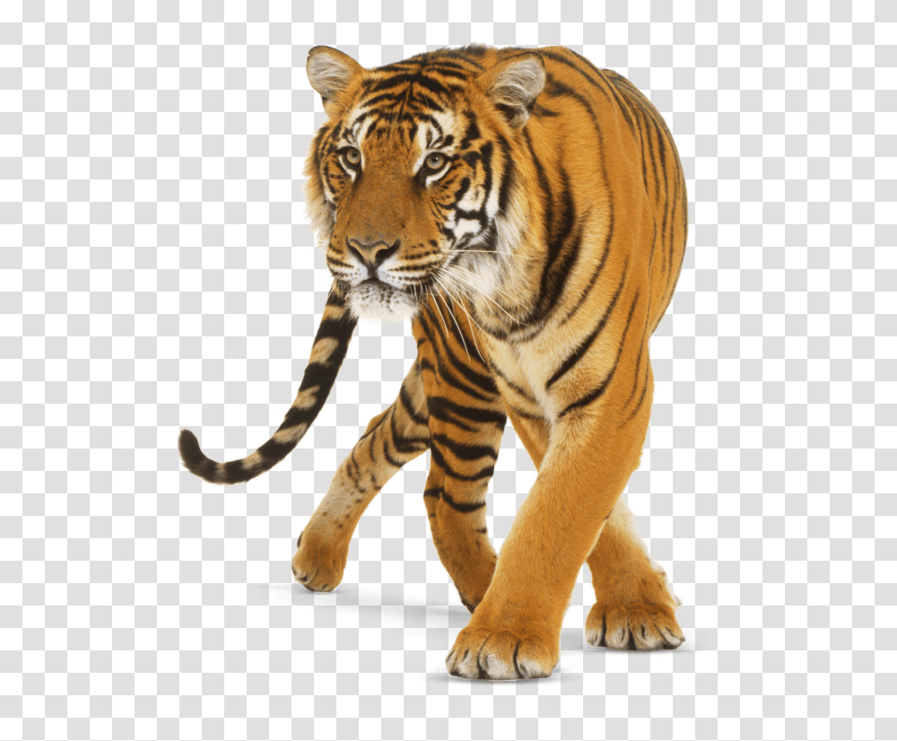 Tiger, Animals, Wildlife, Mammal Transparent Png