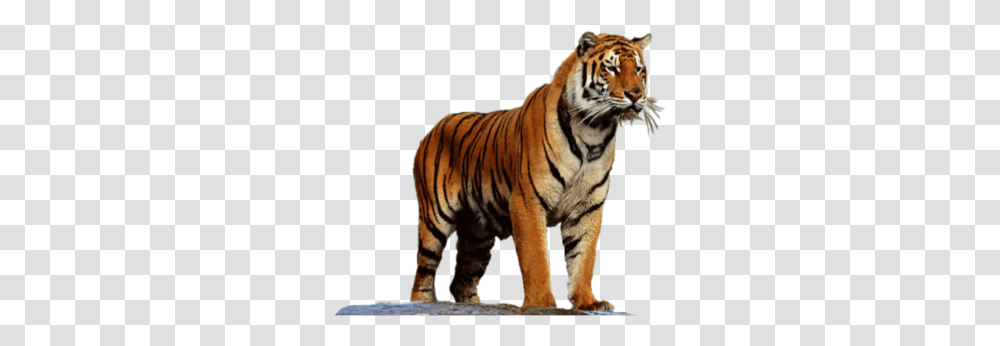 Tiger, Animals, Wildlife, Mammal Transparent Png