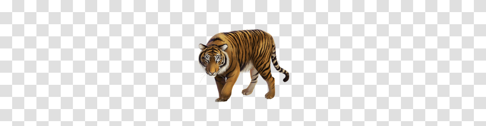 Tiger, Animals, Wildlife, Mammal Transparent Png