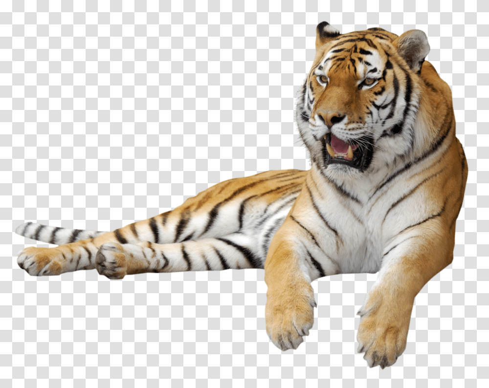 Tiger, Animals, Wildlife, Mammal Transparent Png