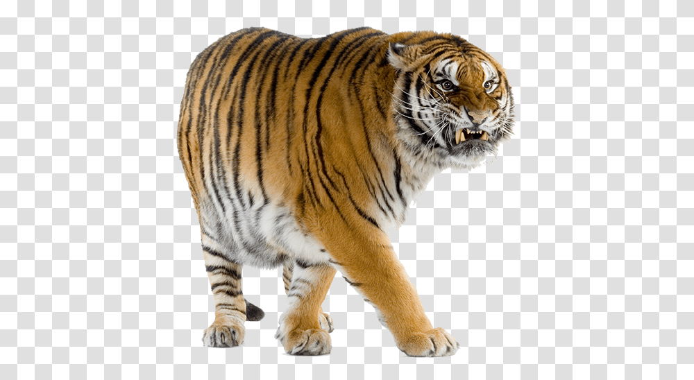 Tiger, Animals, Wildlife, Mammal Transparent Png