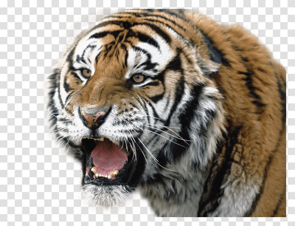 Tiger, Animals, Wildlife, Mammal Transparent Png