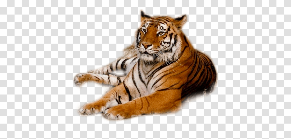 Tiger, Animals, Wildlife, Mammal Transparent Png